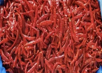 Chile Arbol Case Box