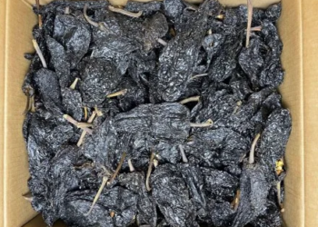 Chile Mulato Mexico 25 Lb Case