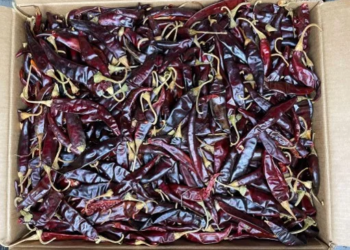 Chile Puya Mexico 25 Lb Case