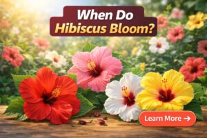When Do Hibiscus Bloom
